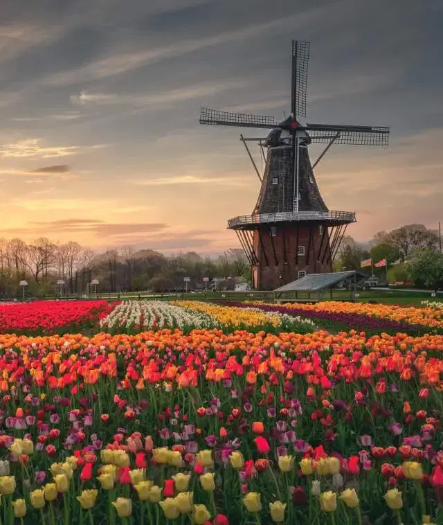 Car Shipping From and To Holland Michigan